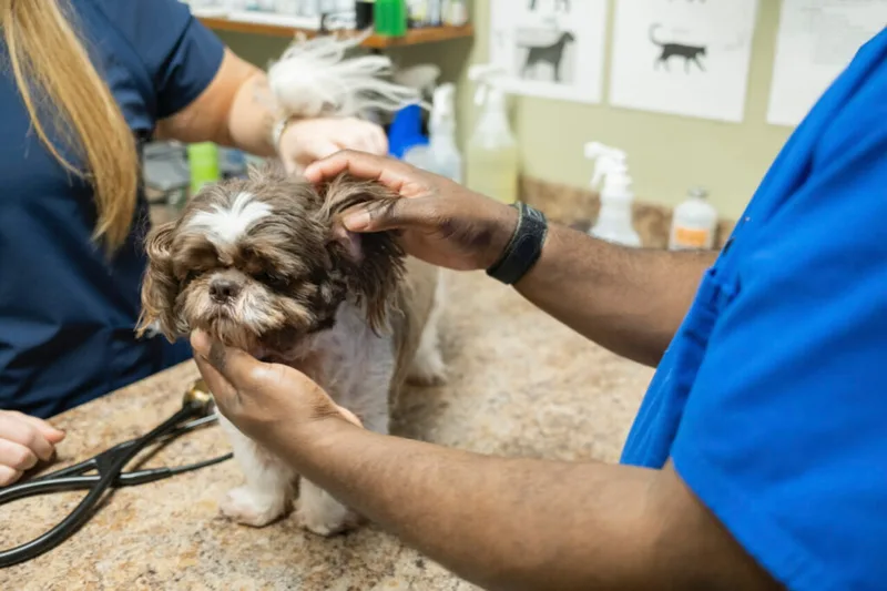 Veterinarian examining a dog