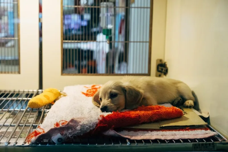 Pet boarding services